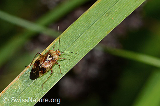 Photo: Lygus pratensis. Length 6mm. Male. View from above.