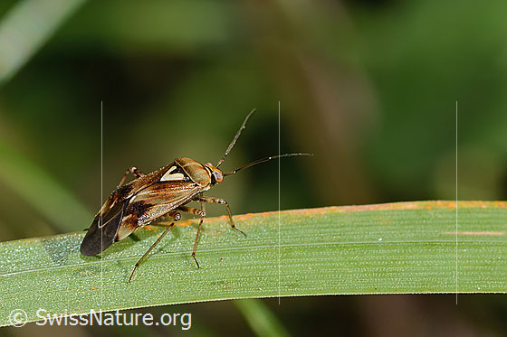 Photo: Lygus pratensis. Length 6mm. Male. View from side back.