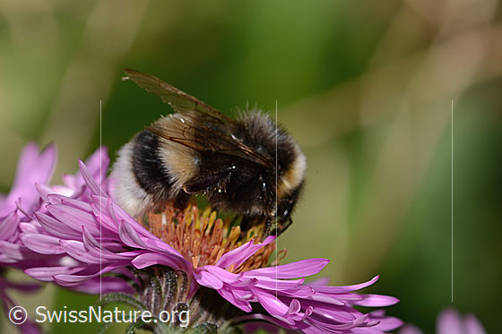 Foto: Dunkle Erdhummel (Bombus terrestris) auf Neuenglischer Aster (Aster novae-angliae). Länge 17mm. Ansicht von seitlich oben.