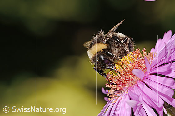 Foto: Dunkle Erdhummel (Bombus terrestris) auf Neuenglischer Aster (Aster novae-angliae). Länge 17mm. Ansicht von vorne.