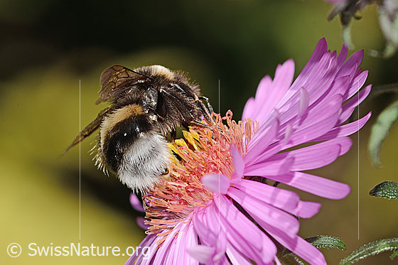 Foto: Dunkle Erdhummel (Bombus terrestris) auf Neuenglischer Aster (Aster novae-angliae). Länge 17mm. Ansicht von hinten.