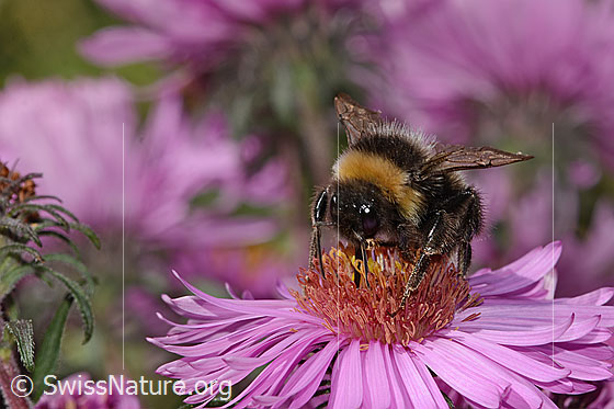 Foto: Dunkle Erdhummel (Bombus terrestris) auf Neuenglischer Aster (Aster novae-angliae). Länge 17mm. Ansicht von vorne.