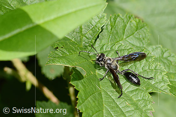 Photo: Isodontia mexicana. Length 15 - 18mm. Female. View from above.