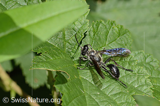 Photo: Isodontia mexicana. Length 15 - 18mm. Female. View from above.
