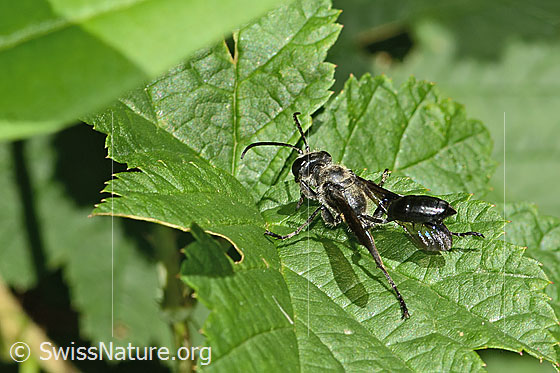 Photo: Isodontia mexicana. Length 15 - 18mm. Female. View from above.