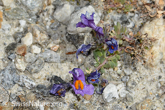 Foto: Alpen-Leinkraut (Linaria alpina). Ganze Pflanze (Habitus).