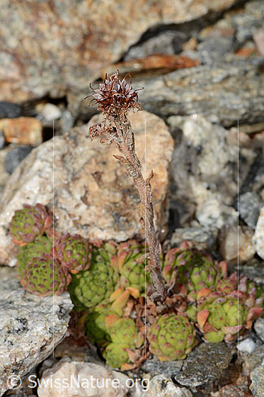 Berg-Hauswurz (Sempervivum montanum)
