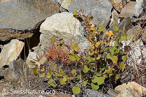 Foto: Zitterpappel (Populus tremula). 2-4 Jahre altes Exemplar. Höhe: 48cm.