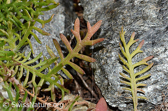 Foto: Moschus-Schafgarbe (Achillea erba-rotta ssp. moschata). Blätter. Detail.