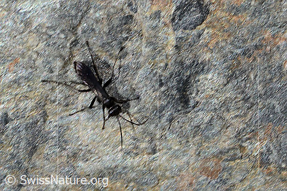 Foto: Wahrscheinlich Anoplius nigerrimus (Wegwespe). Länge 10mm. Ansicht von oben.