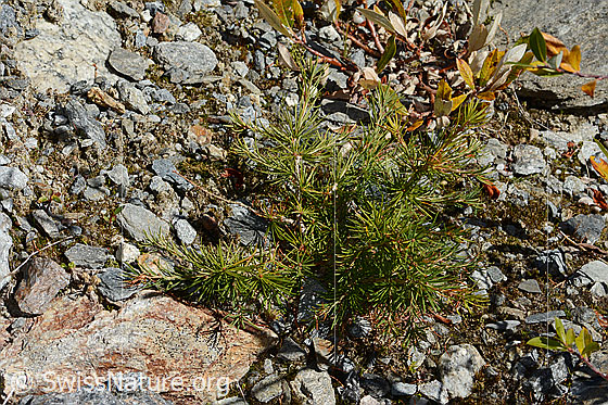 Foto: Europäische Lärche (Larix decidua). Junges Exemplar. Höhe = 14cm.
