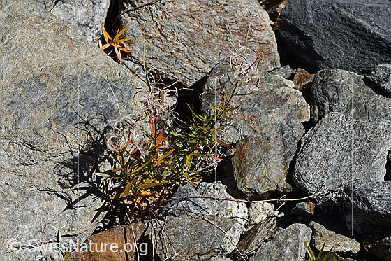 Foto: Fleischers Weidenröschen (Epilobium fleischeri). Ganze Pflanze (Habitus). Verblüht.