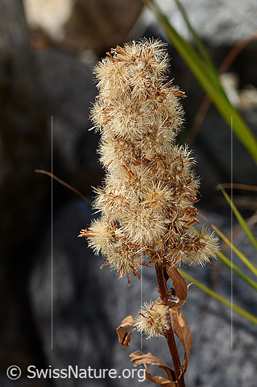 Foto: Alpen-Goldrute (Solidago virgaurea ssp. minuta). Blütenstand. Verblüht.