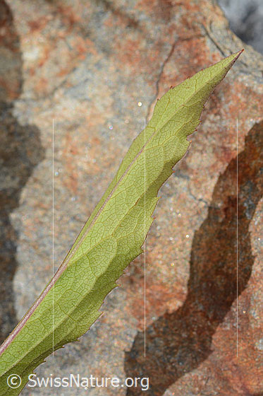 Foto: Alpen-Goldrute (Solidago virgaurea ssp. minuta).