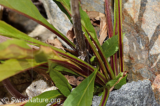 Foto: Alpen-Goldrute (Solidago virgaurea ssp. minuta).