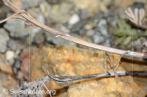 Foto: Graues Greiskraut (Senecio incanus). Ausgetrockneter Stängel.