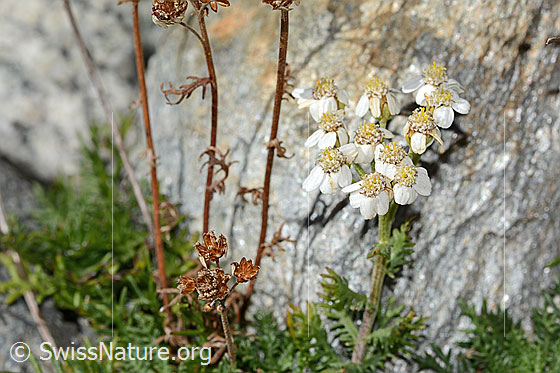 Foto: Moschus-Schafgarbe (Achillea erba-rotta ssp. moschata). Blüten und Stängel.