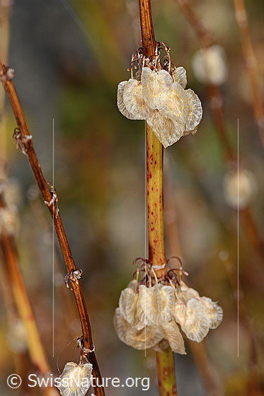 Schildblättriger Ampfer (Rumex scutatus)