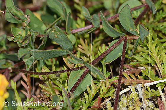 Foto: Alpen-Hornklee (Lotus alpinus). Stängel und Blätter.