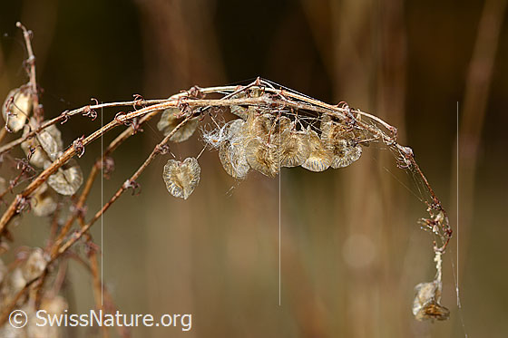Foto: Schildblättriger Ampfer (Rumex scutatus). Verblühte Blüten. Die Stängel wuden vermutlich von einer Spinne umwickelt, nach unten gezogen und für den Bau deines Netztes verwendet. Höhe  = 39cm.