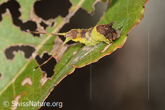 Foto: Espen-Gabelschwanz Raupe (Furcula bifida) auf Zitterpappel (Espe, Populus tremula). Abwehrstellung. Ansicht seitlich vorne.