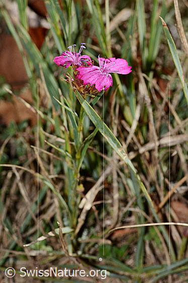 Foto: Gewöhnliche Kartäuser-Nelke (Dianthus carthusianorum). Ganze Pflanze (Hapitus). Höhe: 11cm.