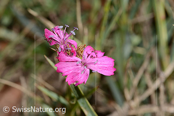 Foto: Gewöhnliche Kartäuser-Nelke (Dianthus carthusianorum). Blüten.