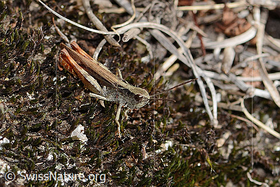 Foto: Verkannter Grashüpfer (Chorthippus mollis). Länge 17mm. Männchen. Ansicht von seitlich oben.