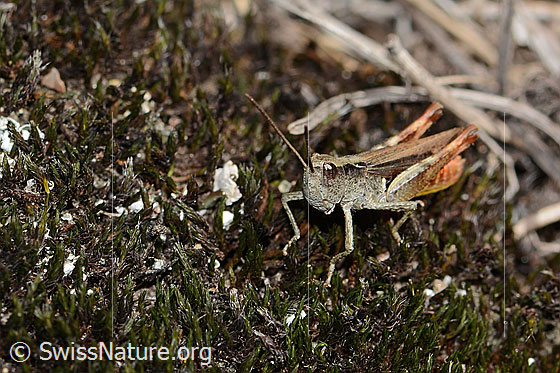 Foto: Verkannter Grashüpfer (Chorthippus mollis). Länge 17mm. Männchen. Ansicht von seitlich vorne.