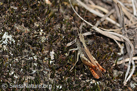 Foto: Verkannter Grashüpfer (Chorthippus mollis). Länge 17mm. Männchen. Ansicht von hinten oben.