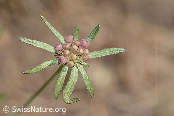 Foto: Gemeine Skabiose (Scabiosa columbaria). Blüte vor dem Aufblühen. Ansicht von oben.