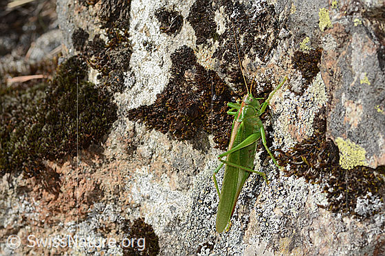 Foto: Grünes Heupferd (Tettigonia viridissima). Länge 32 - 42mm. Weibchen. Ansicht von der Seite.
