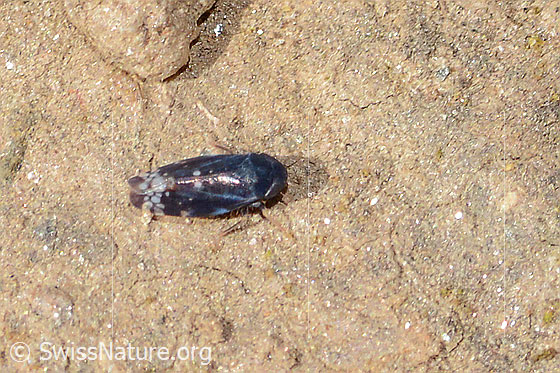 Foto: Trauerzirpe (Neoaliturus fenestratus). Länge 3mm. Männchen. Ansicht von oben.