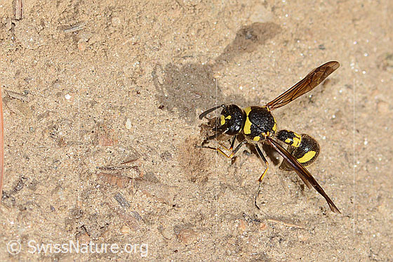Foto: Eumenes subpomiformis (Töpferwespe). Länge 13 - 17mm. Weibchen. Ansicht von vorne oben.