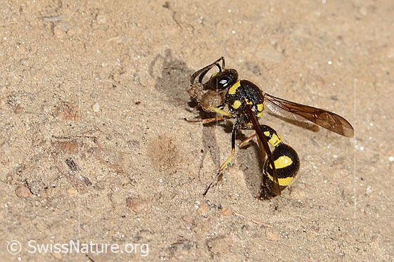 Foto: Eumenes subpomiformis (Töpferwespe). Länge 13 - 17mm. Weibchen. Ansicht von seitlich oben.