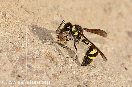 Foto: Eumenes subpomiformis (Töpferwespe). Länge 13 - 17mm. Weibchen. Ansicht von der Seite.