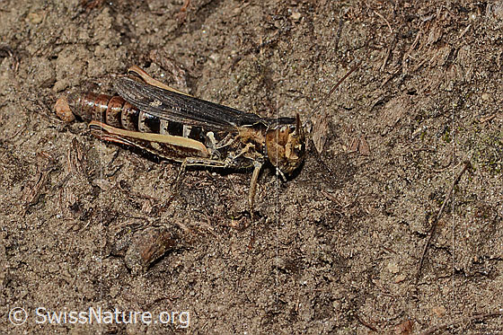 Foto: Wahrscheinlich Verkannter Grashüpfer (Chorthippus mollis). Länge 17mm. Weibchen. Ansicht von der Seite.