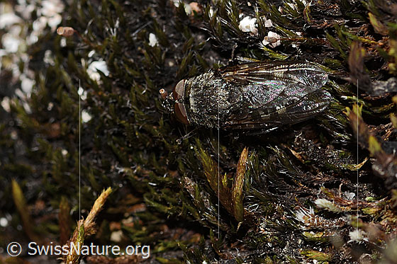 Foto: Graugelbe Polsterfliege (Pollenia rudis). Länge 5 - 12mm. Männchen. Ansicht von oben.
