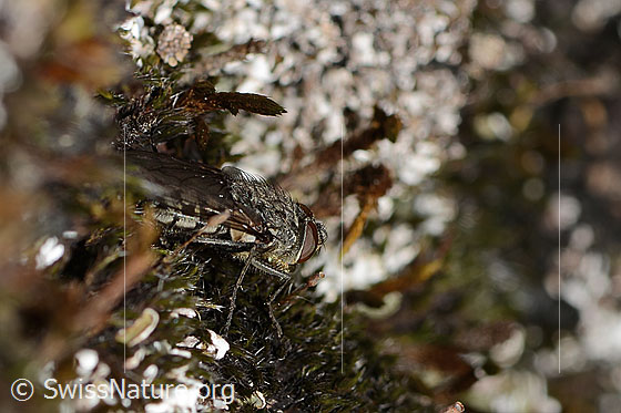 Foto: Graugelbe Polsterfliege (Pollenia rudis). Länge 5 - 12mm. Männchen. Ansicht von der Seite.