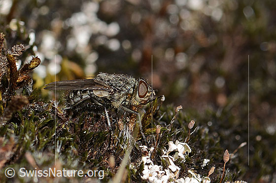 Foto: Graugelbe Polsterfliege (Pollenia rudis). Länge 5 - 12mm. Männchen. Ansicht von der Seite.