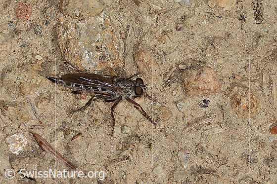 Foto: Wahrscheinlich Kleine Raubfliege (Tolmerus pyragra). Länge 12mm. Weibchen. Ansicht von seitlich oben.