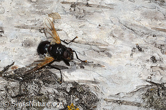 Foto: Rinderfliege (Mesembrina meridiana). Länge 9 - 13mm. Männchen. Ansicht von vorne oben.