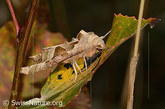 Foto: Achateule (Phlogophora meticulosa). Ansicht von seitlich vorne.