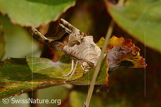 Foto: Achateule (Phlogophora meticulosa). Ansicht von vorne oben.