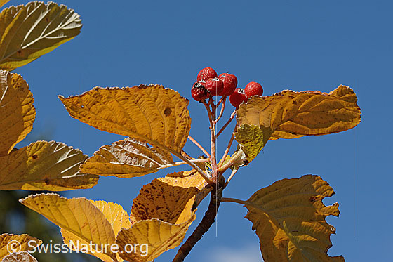 Echte Mehlbeere (Sorbus aria)