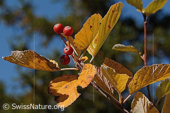 Foto: Echte Mehlbeere (Sorbus aria). Beeren und herbstliche gefärbte Blätter.