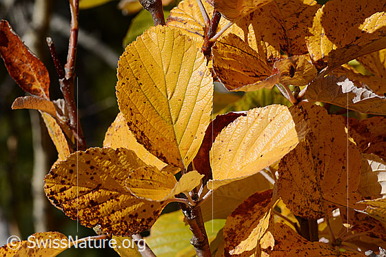 Foto: Echte Mehlbeere (Sorbus aria). Herbstlich gefärbtes Blatt. Blattoberseite.