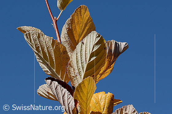 Foto: Echte Mehlbeere (Sorbus aria). Herbstlich gefärbtes Blatt. Blattunterseite.