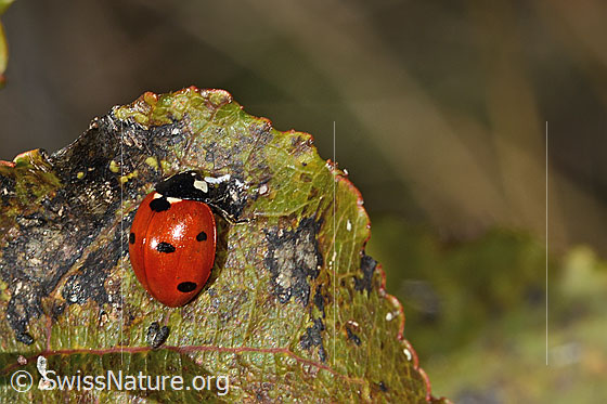 Foto: Siebenpunkt-Marienkäfer (Coccinella septempunctata). Ansicht von seitlich oben.