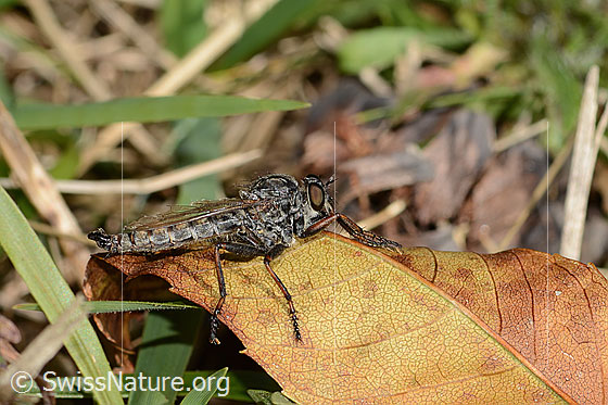 Foto: Wahrscheinlich Kleine Raubfliege (Tolmerus pyragra). Länge 14mm. Männchen. Ansicht von der Seite.
